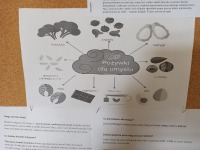 Tydzień mózgu - Mind diet