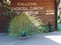 Wycieczka klasy 4 i 5 do Pszczyny