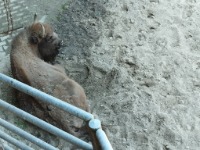 Wycieczka klasy 4 i 5 do Pszczyny